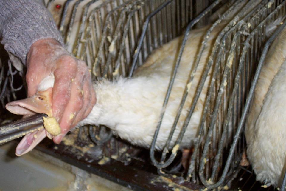 Que es el Foie Gras: Historia y Controversias de esta Exquisitez